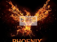 【먹튀검증】 피닉스 검증 PHOENIX 먹튀검증 px-adad.com 먹튀사이트 검증중